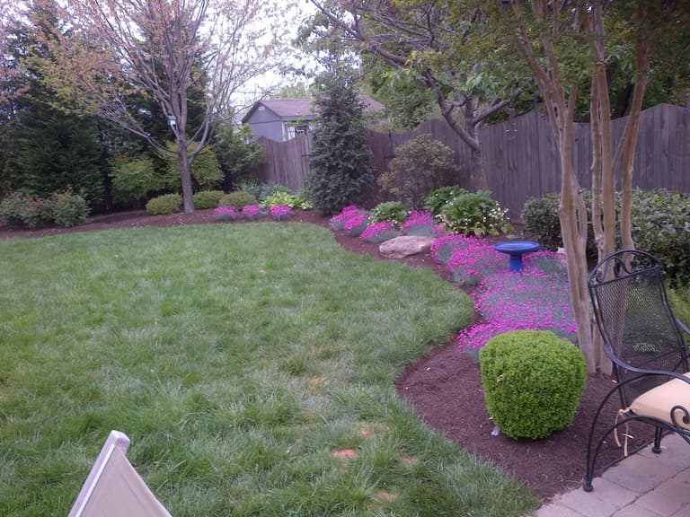 Curved mulched borders with creeping phlox and clipped boxwood framing a backyard lawn