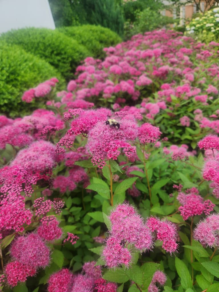 Close-up of spirea in full bloom in a maintained planting bed