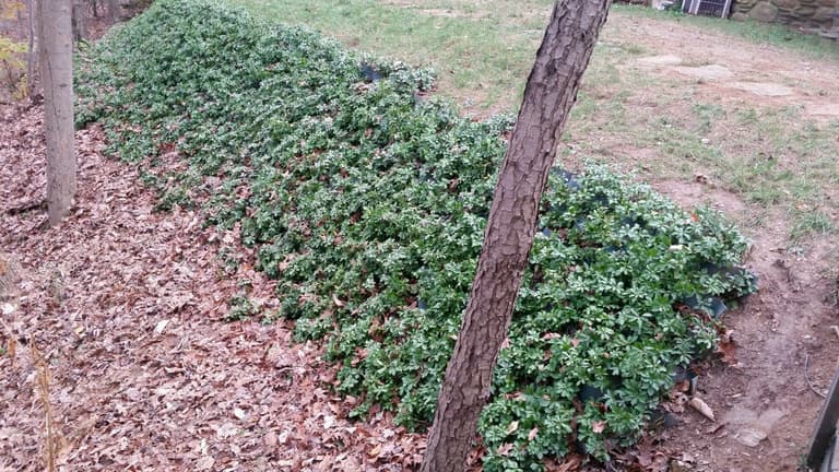 Vegetated slope-stabilization system holding a planted hillside